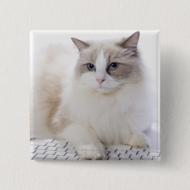 Badge Carré 5 Cm Chat de Ragdoll sur le clavier (Devant)