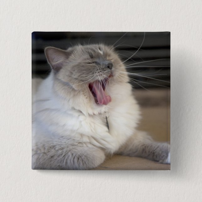 Badge Carré 5 Cm chat Neva Masquerade bâillant (Devant)