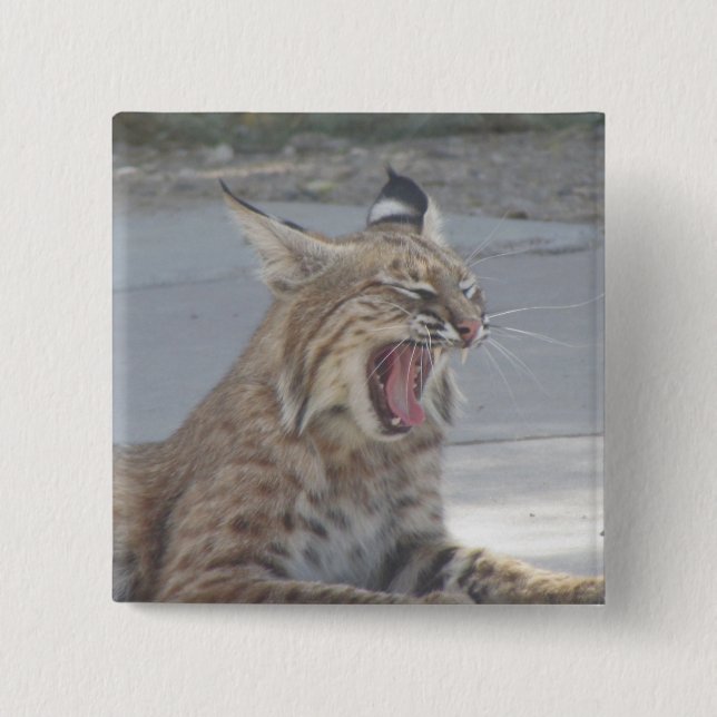 Badge Carré 5 Cm Chat sauvage de baîllement (Devant)