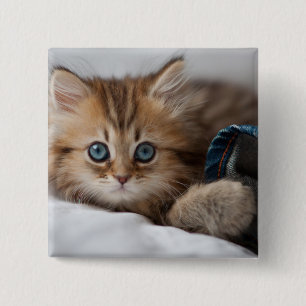 Badge Carré 5 Cm Chaton avec des yeux bleus