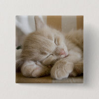 Chaton de sommeil