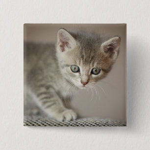 Badge Carré 5 Cm Chaton minuscule