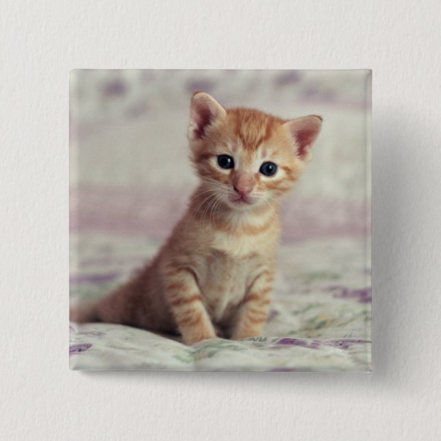 Badge Carré 5 Cm Chaton minuscule de gingembre (Devant)