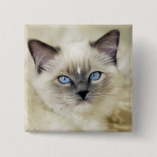 Badge Carré 5 Cm Chaton Ragdoll (Devant)