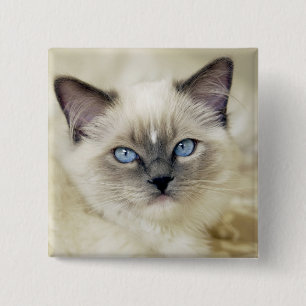 Badge Carré 5 Cm Chaton Ragdoll