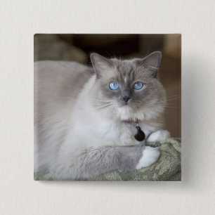 Badge Carré 5 Cm Chatte Ragdoll