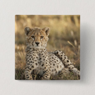 Badge Carré 5 Cm Cheetah, Acinonyx jubatus