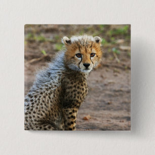 Badge Carré 5 Cm Cheetah Cub Acinonyx Jubatus)