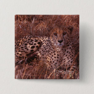 Badge Carré 5 Cm Cheetah Stare