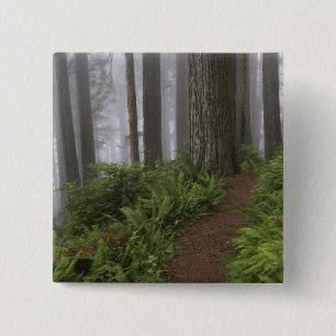 Badge Carré 5 Cm Chemin à travers les séquoias géants enveloppés