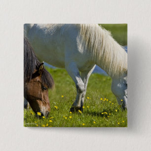 Badge Carré 5 Cm Chevaux islandais dans l'ouest de l'Islande.