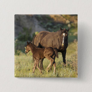 Badge Carré 5 Cm Chevaux sauvages au parc national Theodore Rooseve
