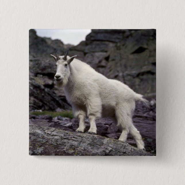 Badge Carré 5 Cm Chèvre de montagne rocheuse (Devant)