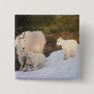 Badge Carré 5 Cm chèvres des montagnes