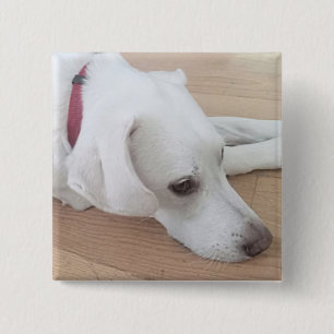 Badge Carré 5 Cm Chien blanc mignon portant le collier rouge Noël
