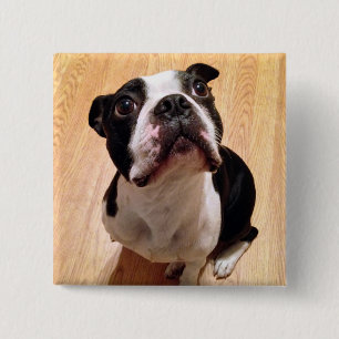 Badge Carré 5 Cm Chien de Boston Terrier