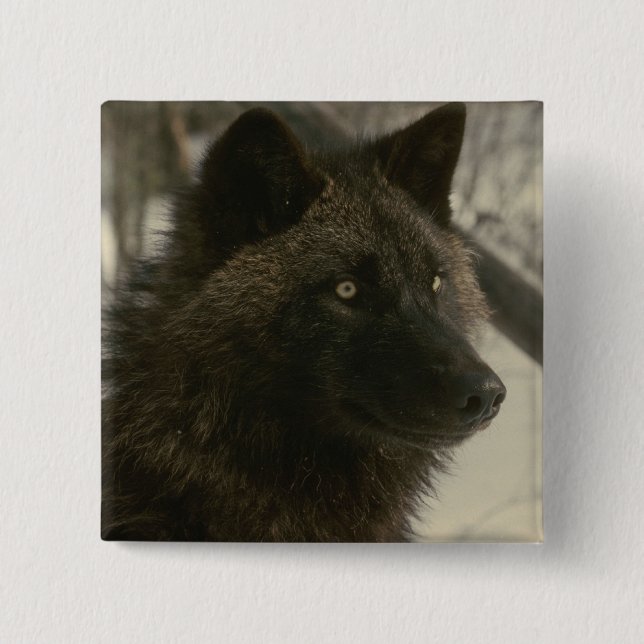 Badge Carré 5 Cm Chien de loup noir (Devant)