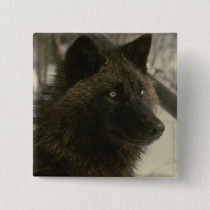 Badge Carré 5 Cm Chien de loup noir