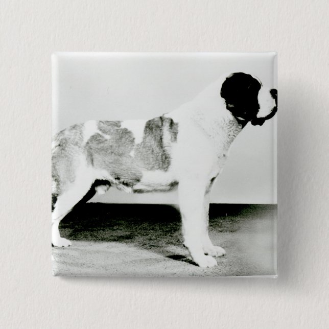 Badge Carré 5 Cm Chien de St Bernard (Devant)