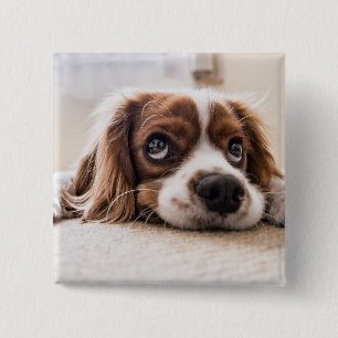 Badge Carré 5 Cm Chien Espagnol Coqueur Triste