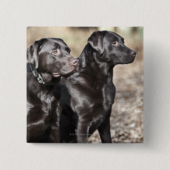 Badge Carré 5 Cm Chiens d'arrêt de Labrador noirs (Devant)