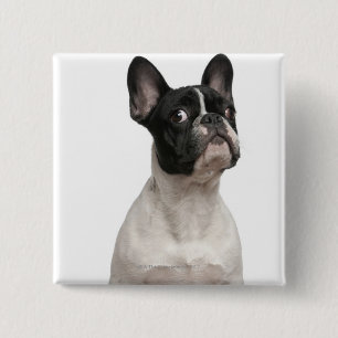 Badge Carré 5 Cm Chiot de bouledogue français (5 mois)