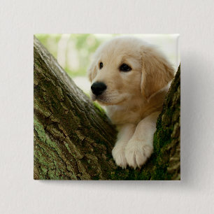 Badge Carré 5 Cm Chiot de Labrador se reposant dans un arrangement