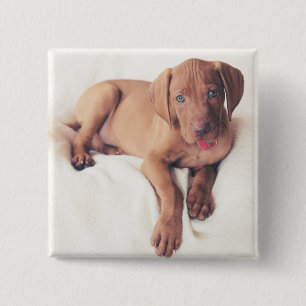 Badge Carré 5 Cm Chiot de Vizsla de Hongrois