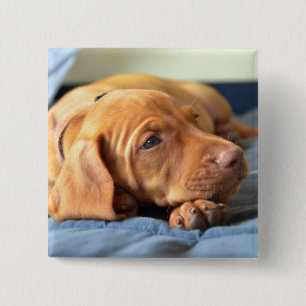 Badge Carré 5 Cm Chiot de Vizsla se reposant sur sa patte
