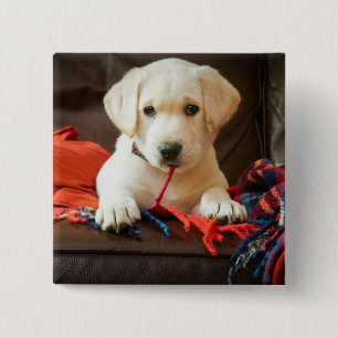 Badge Carré 5 Cm Chiot des images   de Getty sur un sofa