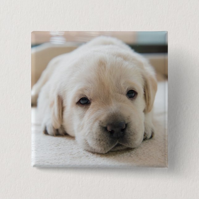 Badge Carré 5 Cm Chiot doré du Labrador doré (Devant)