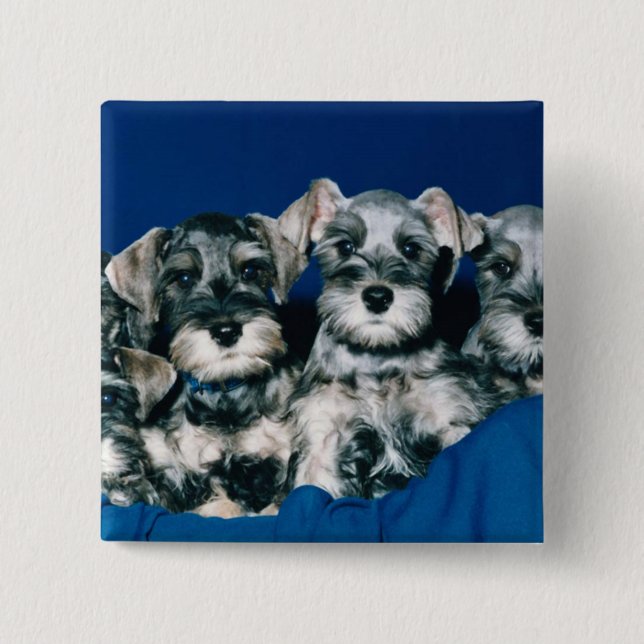 Badge Carré 5 Cm Chiots de Schnauzer miniature (Devant)