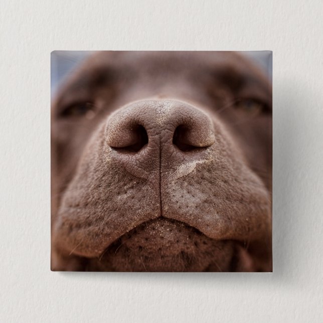 Badge Carré 5 Cm Chocolat Labrador Closeuse du nez (Devant)