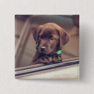 Badge Carré 5 Cm Chocolate Labrador Puppy In Car