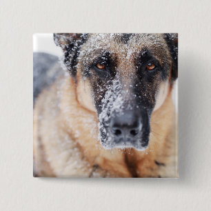 Badge Carré 5 Cm Closeup De Berger Allemand Couvert De Neige