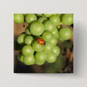Badge Carré 5 Cm Coccinelle en gros plan sur des raisins verts Pino