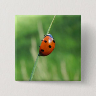 Badge Carré 5 Cm Coccinelle sur une brin d'herbe Bouton