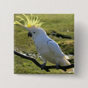 Badge Carré 5 Cm Cockatoo à pois de soufre en Australie