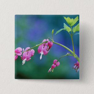 Badge Carré 5 Cm Cœurs saignants roses dans un jardin. Crédit :