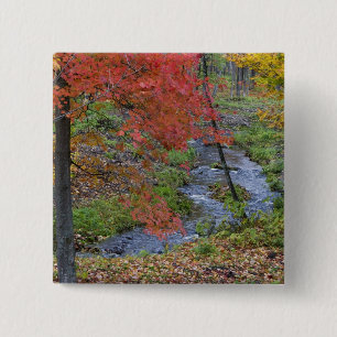 Badge Carré 5 Cm Coles Creek bordée de érables d'automne près