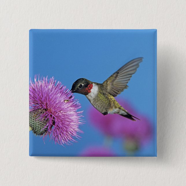 Badge Carré 5 Cm Colibri à gorge rubis (Devant)