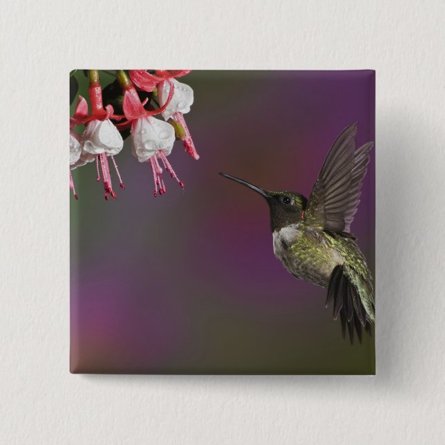 Badge Carré 5 Cm Colibri à gorge rubis mâle (Devant)