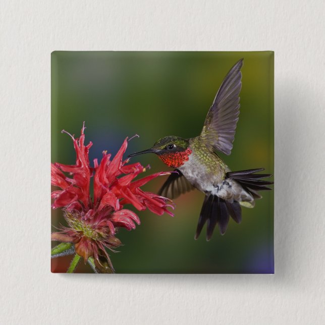 Badge Carré 5 Cm Colibri à gorge rubis mâle (Devant)