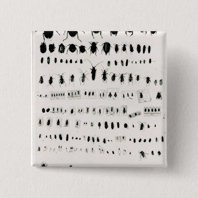 Badge Carré 5 Cm Collection de l'insecte de Darwin (Devant)