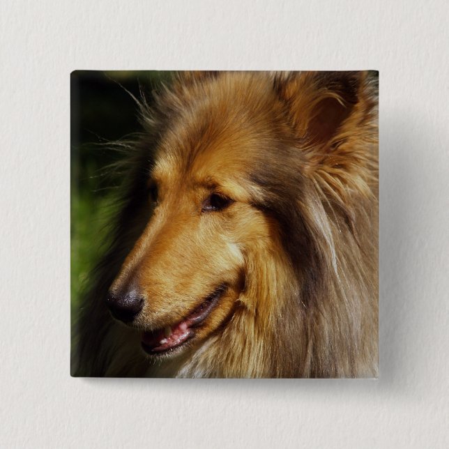 Badge Carré 5 Cm Collie Dog Photographie (Devant)