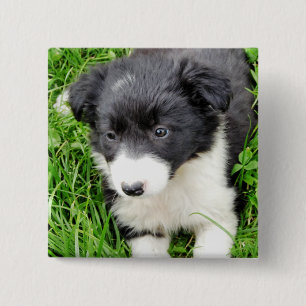 BADGE CARRÉ 5 CM COLLIE FRONTALIÈRE
