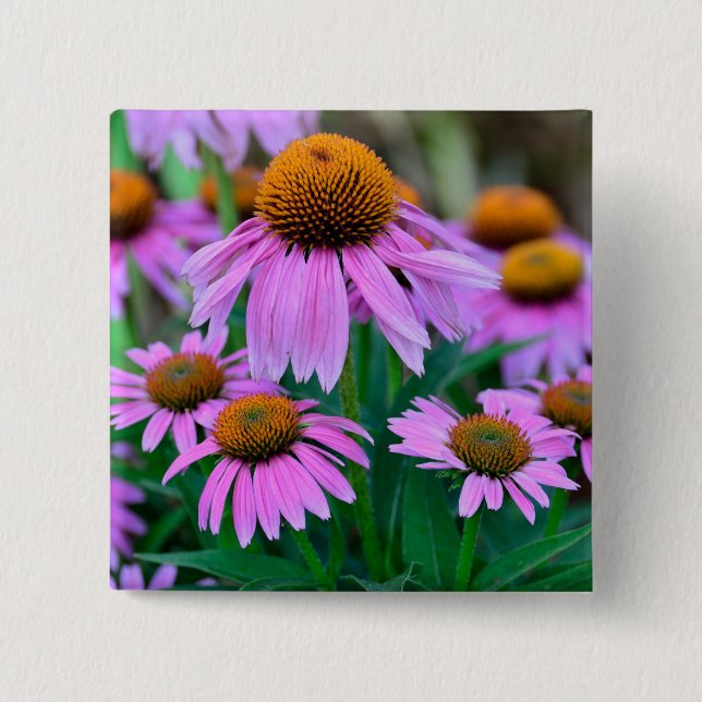 Badge Carré 5 Cm Coneflower (Devant)