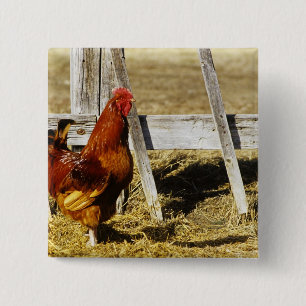 Badge Carré 5 Cm Coq Rhode Island Red