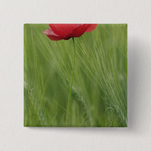 Badge Carré 5 Cm Coquelicot rouge parmi les cultures de blé, Toscan