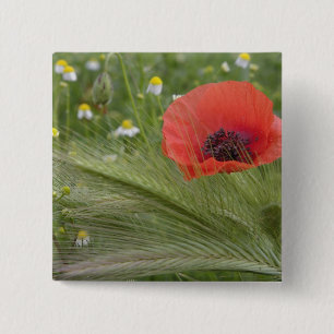 Badge Carré 5 Cm Coquelicot, Toscane, Italie